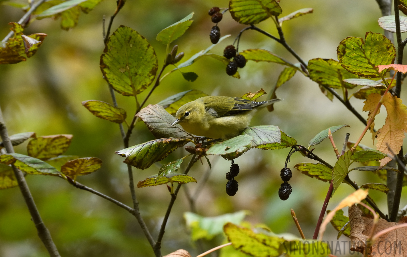 Leiothlypis peregrina [400 mm, 1/320 sec at f / 7.1, ISO 2000]